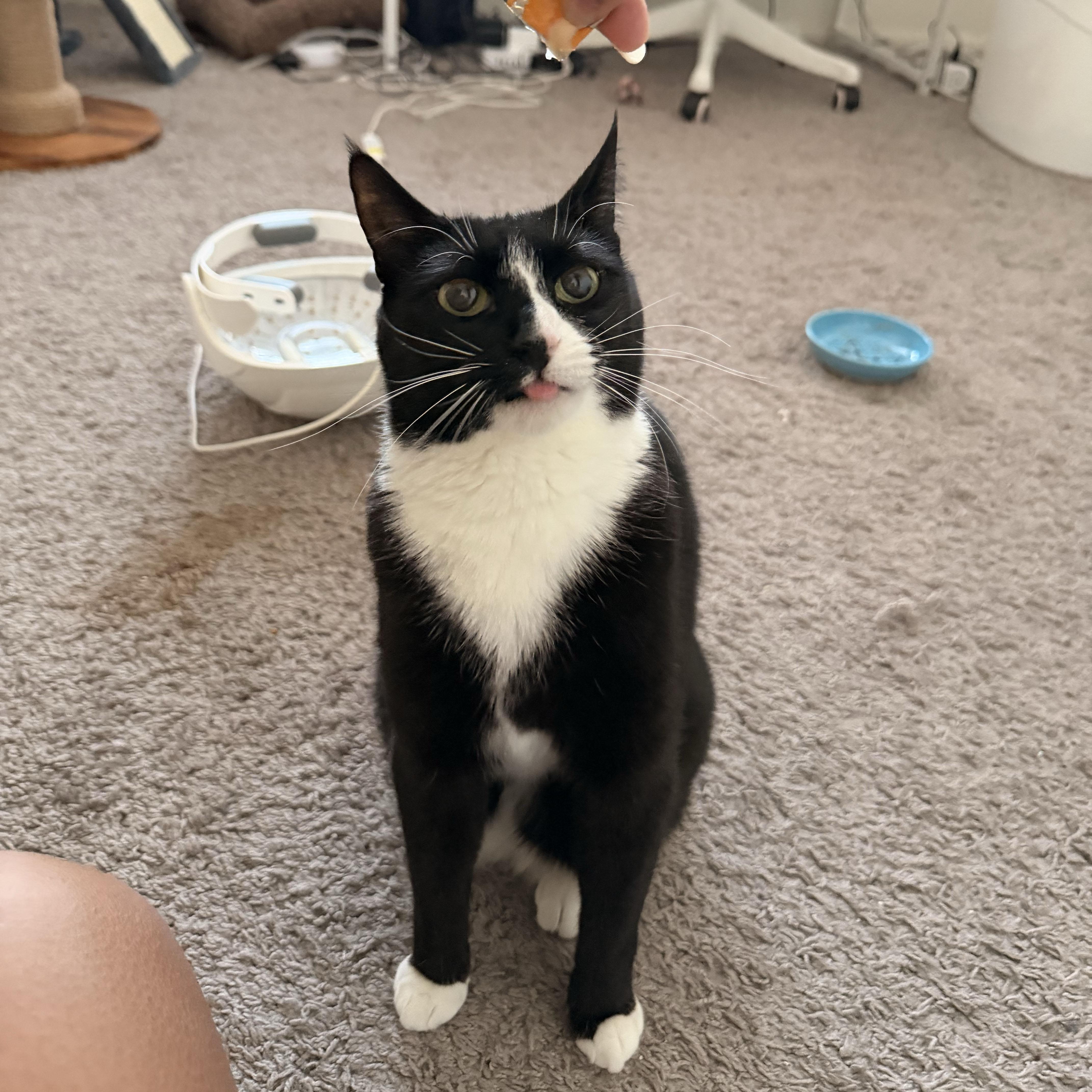 Skunk, a ADOPTABLE Domestic Short Hair in BROOKLYN, NY image 2/6