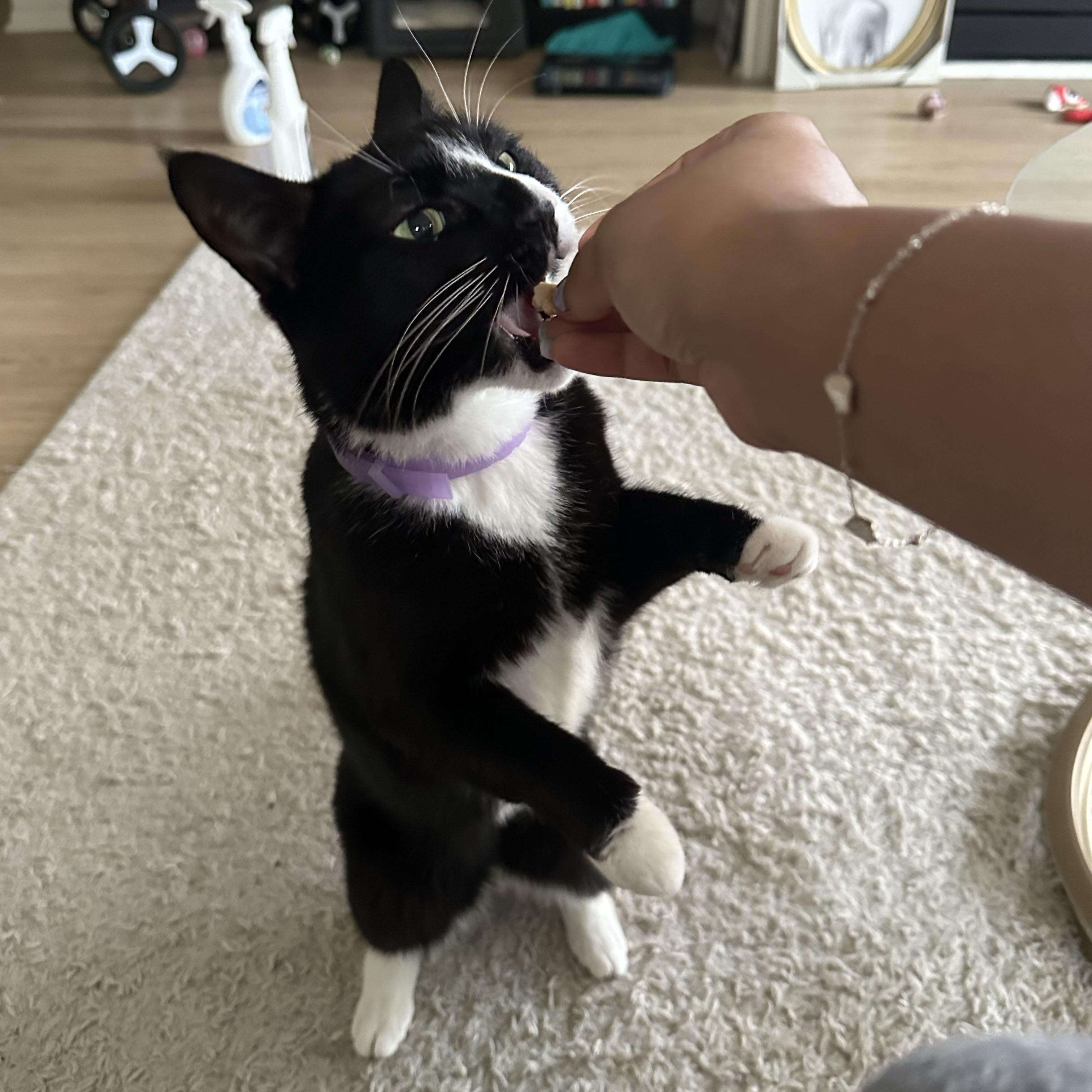 Skunk, a ADOPTABLE Domestic Short Hair in BROOKLYN, NY image 5/6