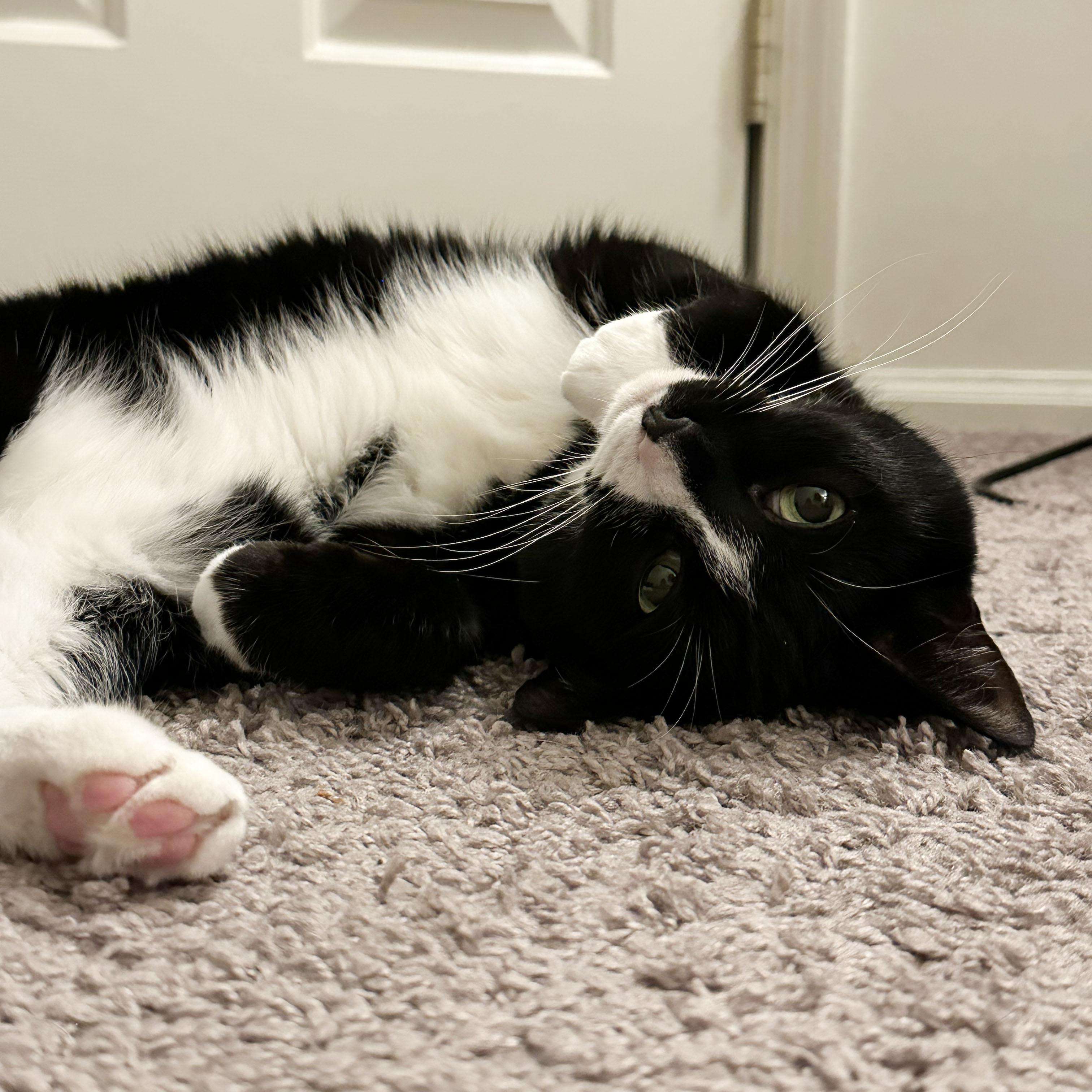 Skunk, an adoptable Domestic Short Hair in BROOKLYN, NY image 3/6