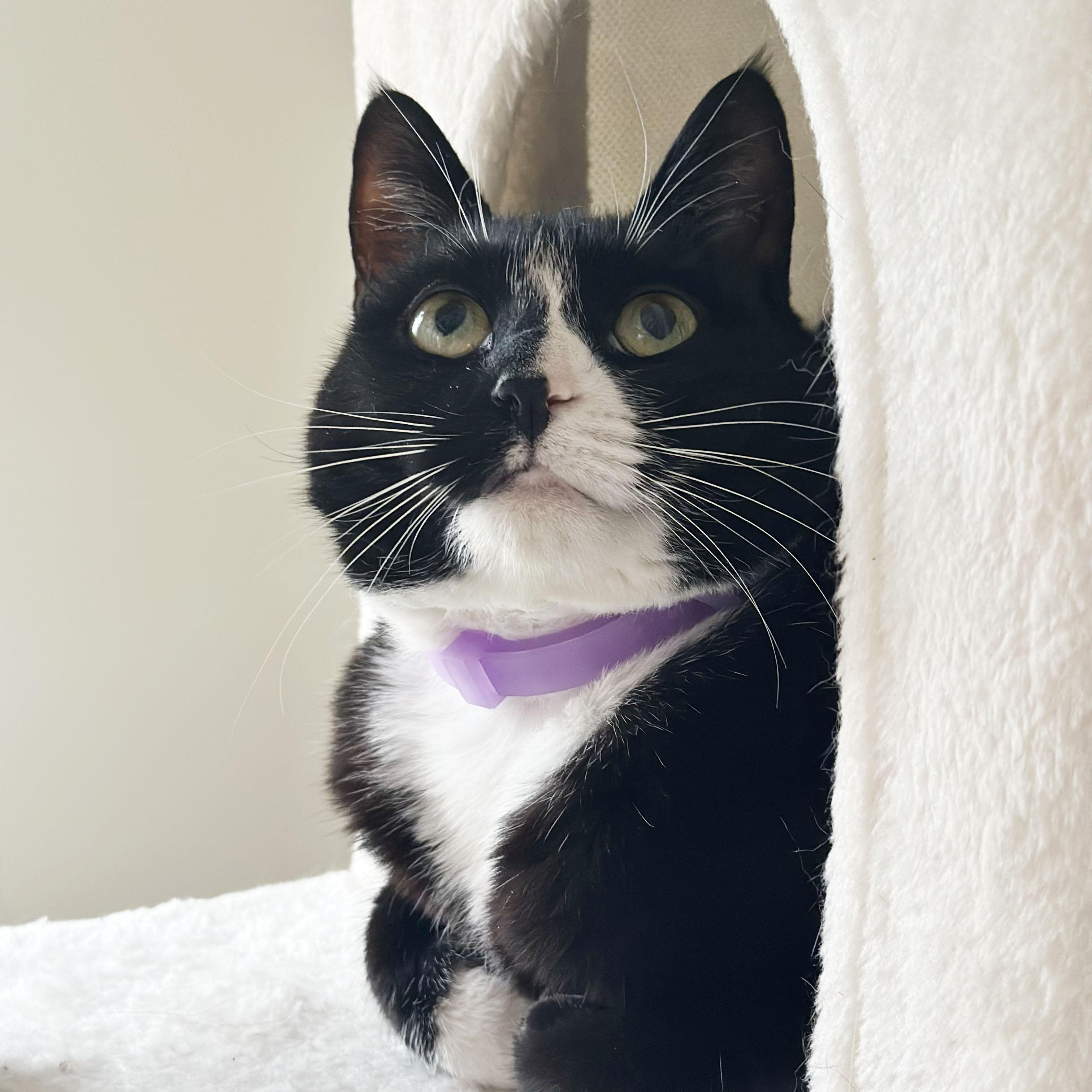 Skunk, ADOPTABLE, Adult Female Domestic Short Hair.