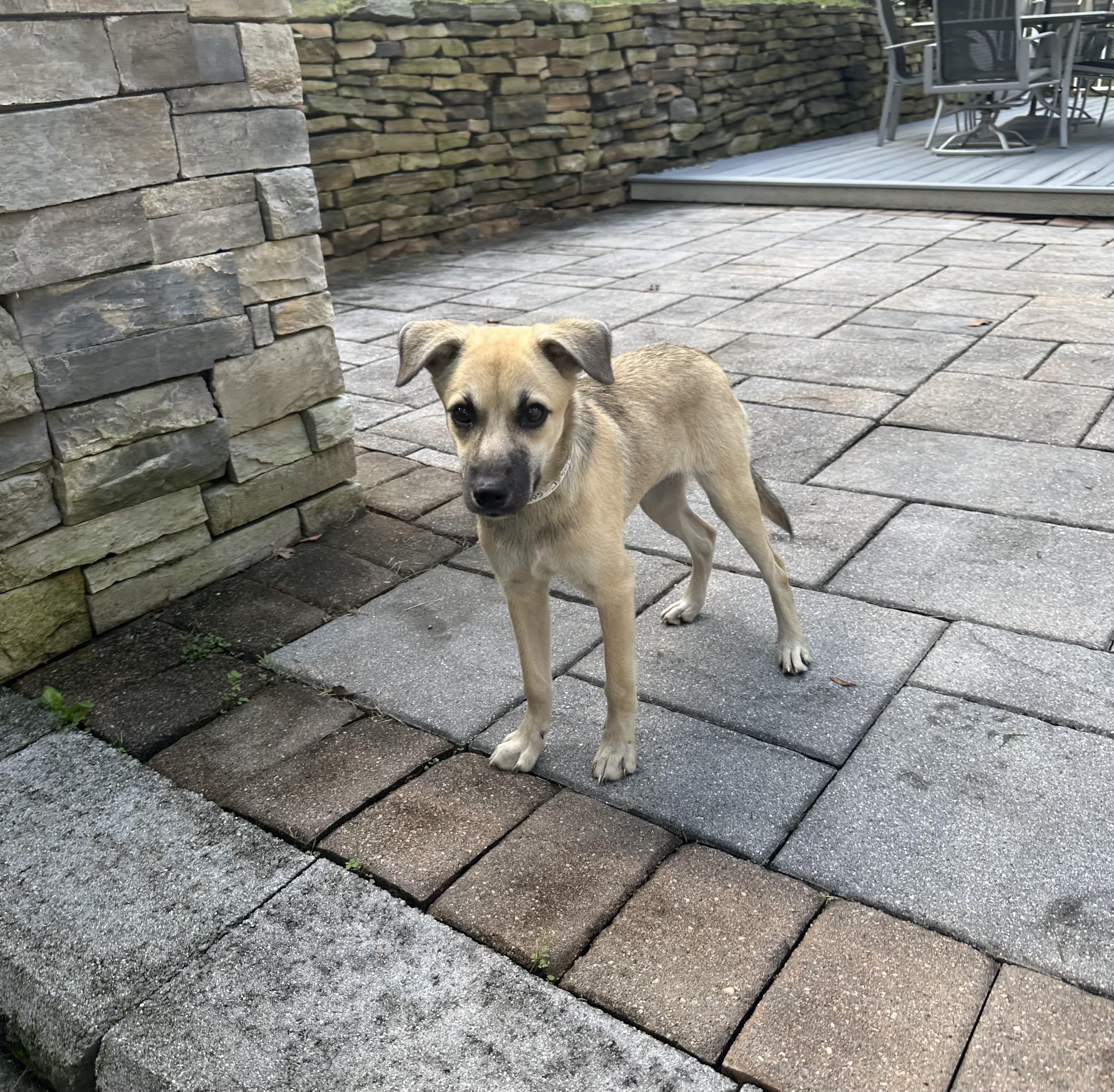 Jessie has been Adopted!, a Adopted mixed breed in Randolph, NJ image 6/6