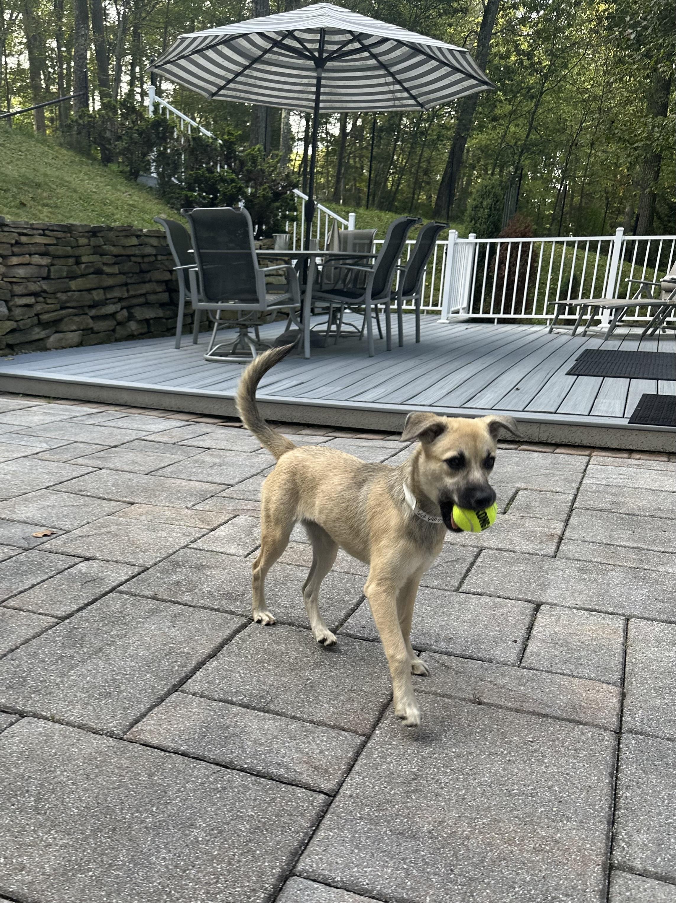 Jessie has been Adopted!, a Adopted mixed breed in Randolph, NJ image 1/6