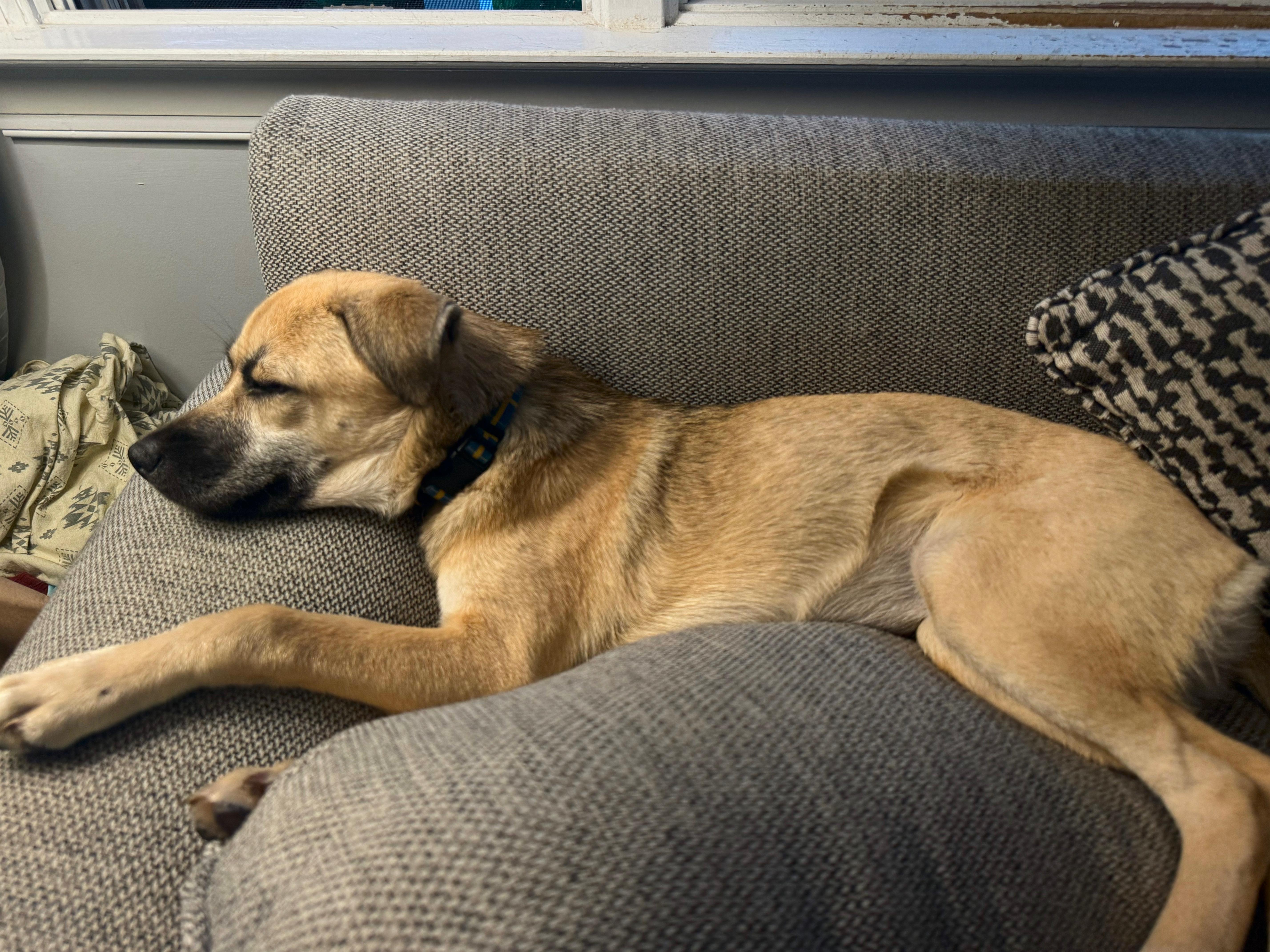 Jessie has been Adopted!, a Adopted mixed breed in Randolph, NJ image 4/6