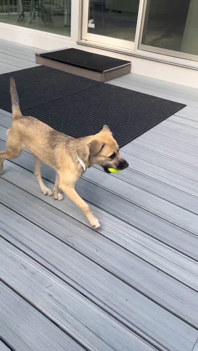 Enlarge Jessie has been Adopted!, a Adopted mixed breed in Randolph, NJ video 5/6