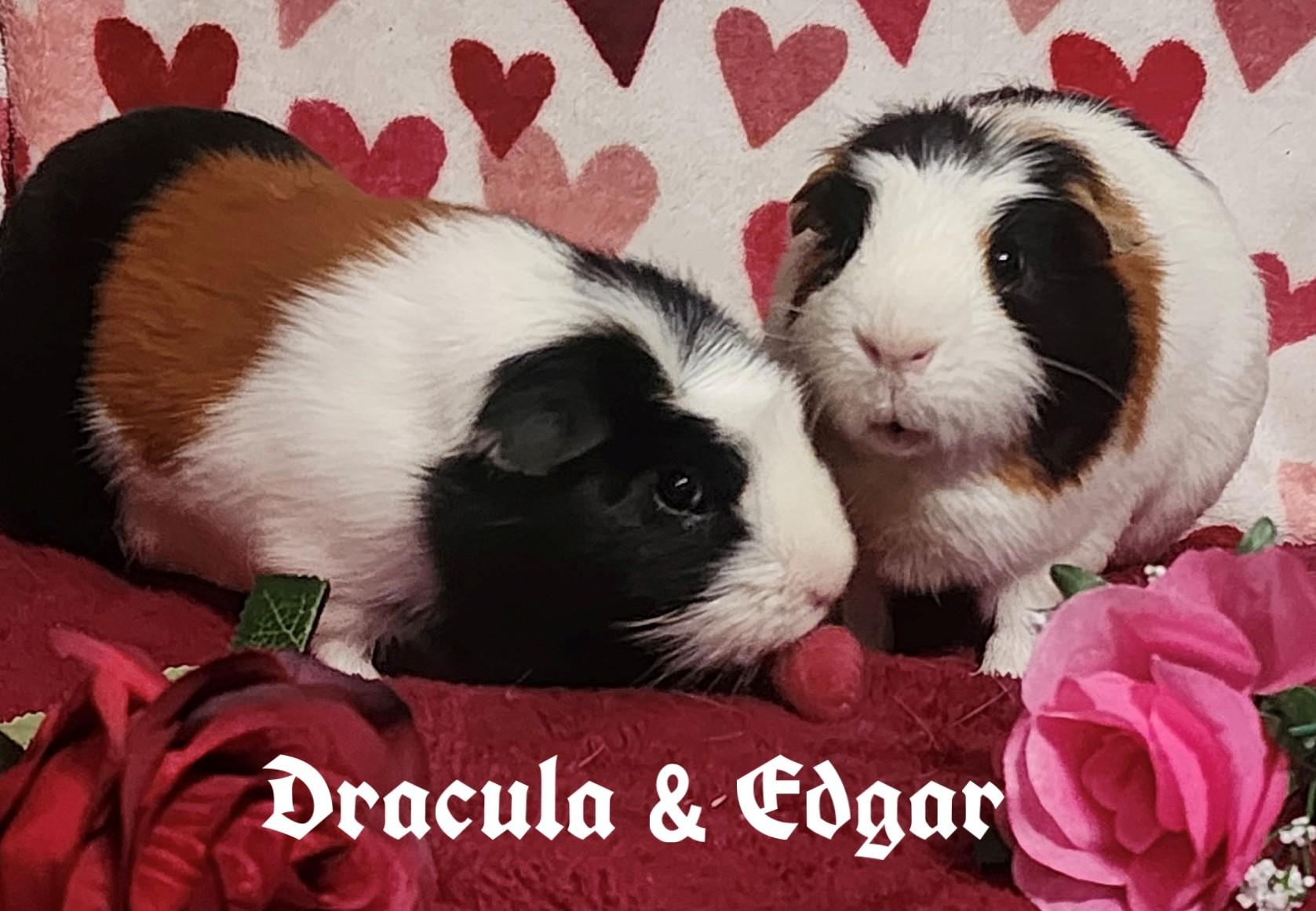 Dracula and Edgar, ADOPTABLE, Young Male Short-Haired.