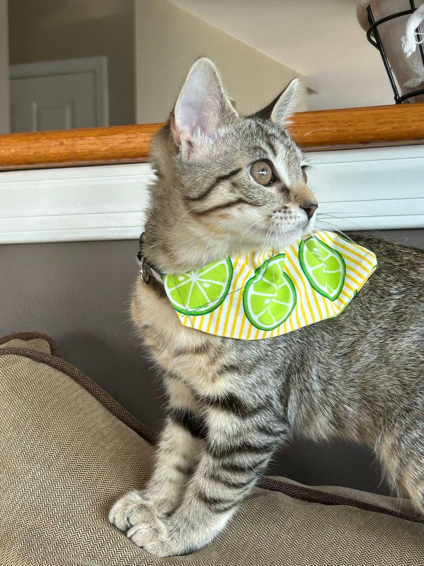 Enlarge Pumpkin & Luna (Bonded Pair), an adopted Domestic Short Hair in Reading, PA image 3/3