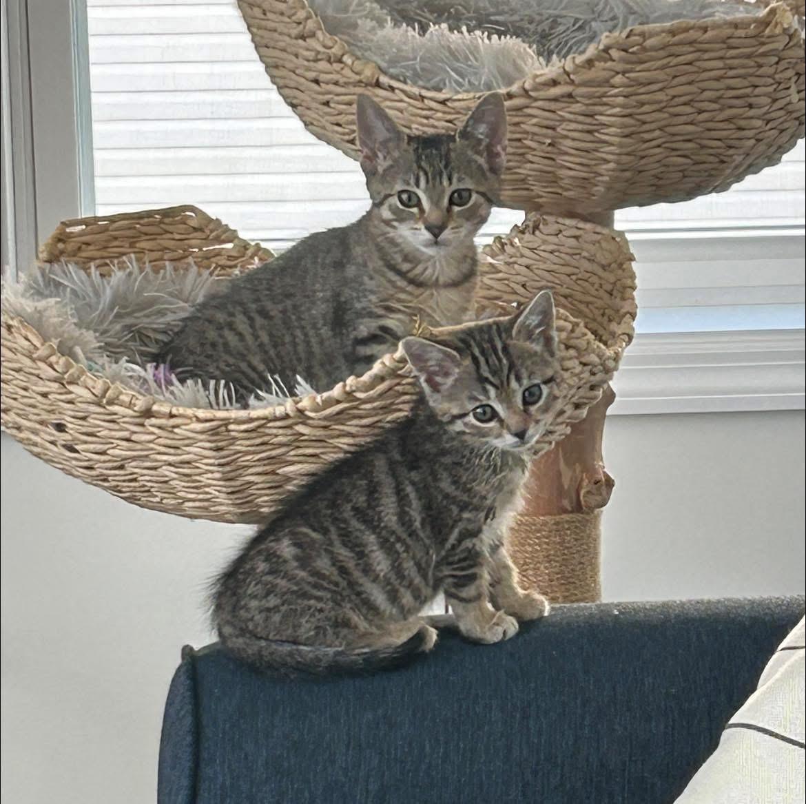 Enlarge Pumpkin & Luna (Bonded Pair), an adopted Domestic Short Hair in Reading, PA image 1/3