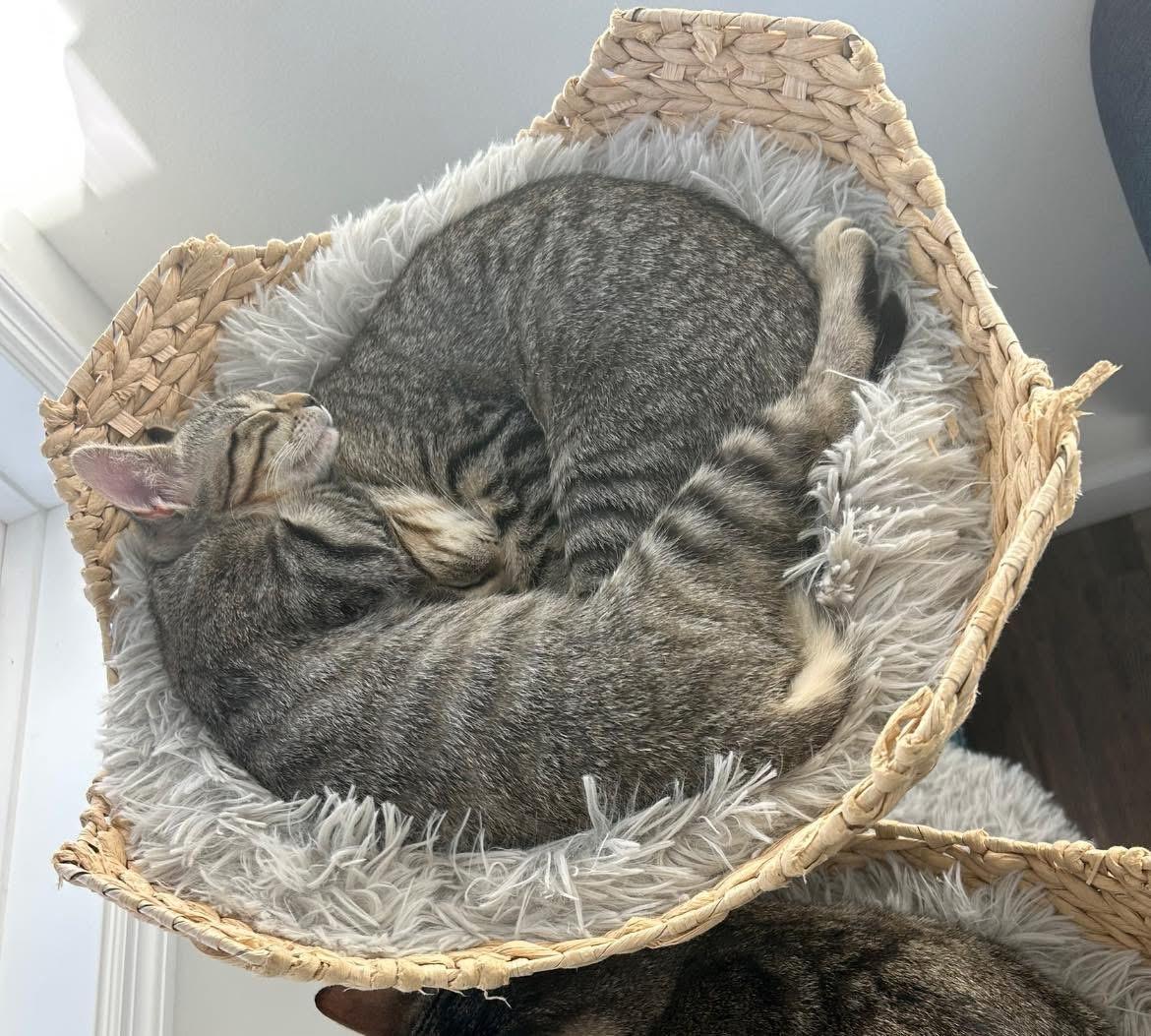 Enlarge Pumpkin & Luna (Bonded Pair), an adopted Domestic Short Hair in Reading, PA image 2/3