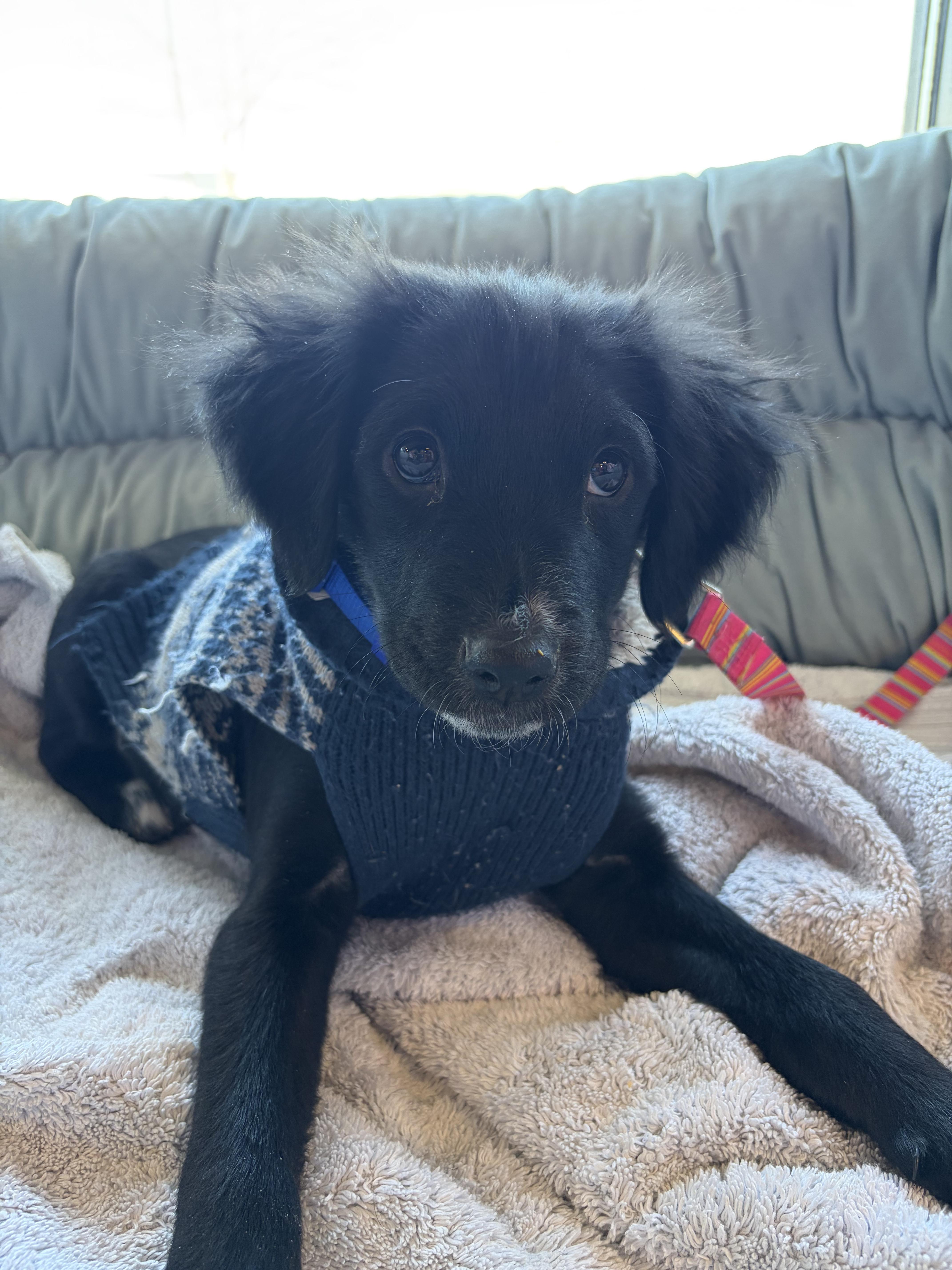 Enlarge Jada , an adopted mixed breed in New York, NY image 4/5