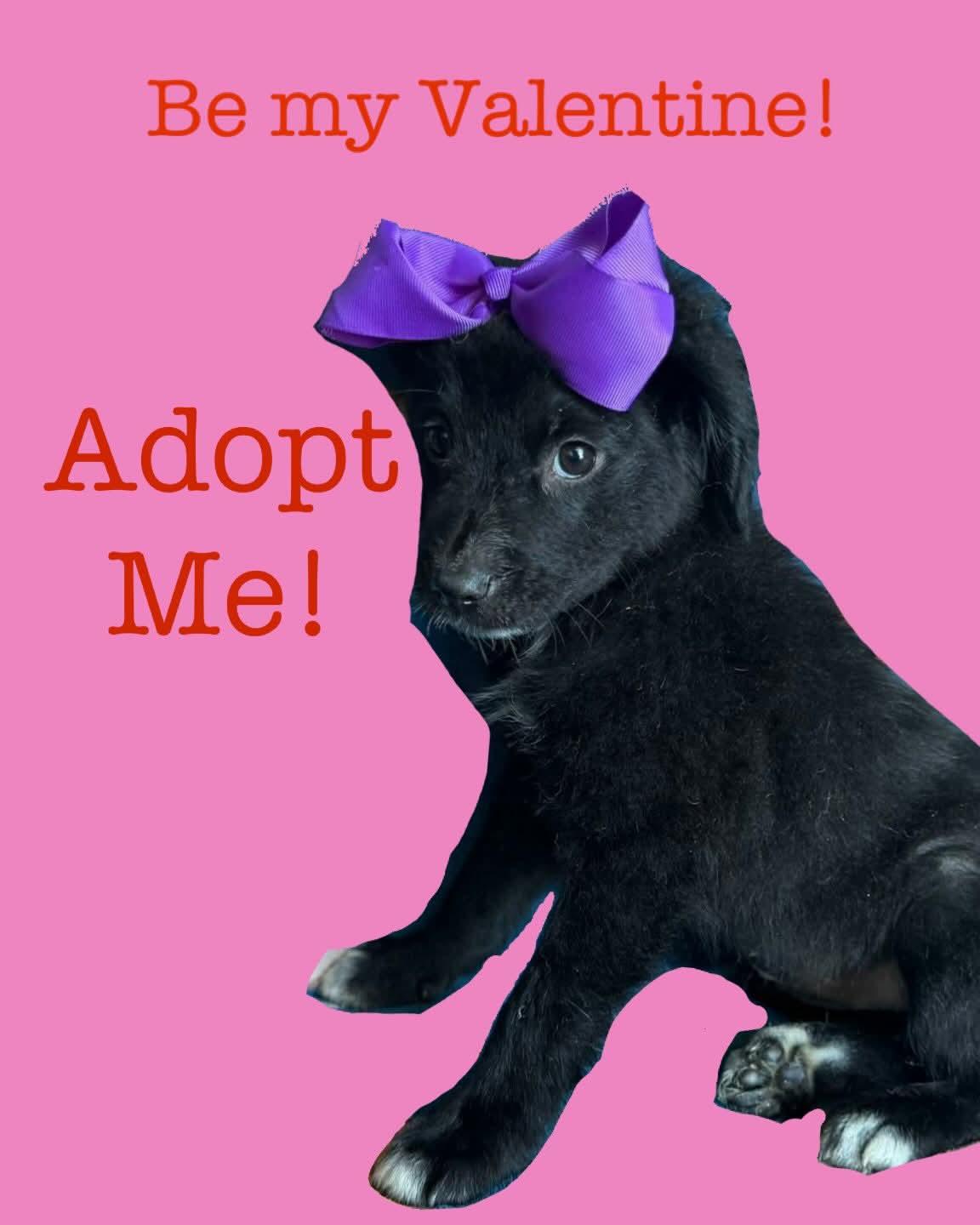 Enlarge Jada , an adopted mixed breed in New York, NY image 2/5