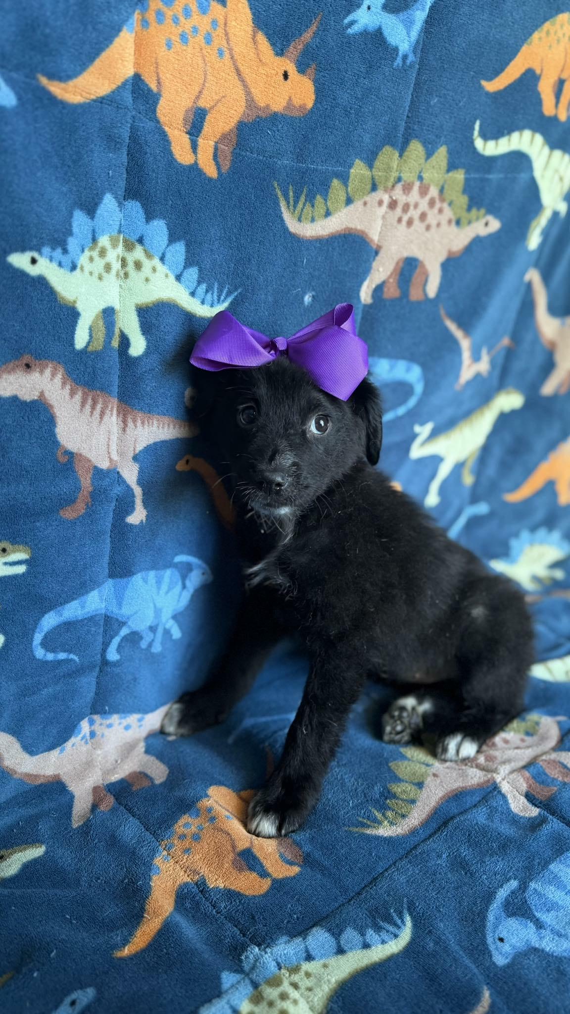 Enlarge Jada , an adopted mixed breed in New York, NY image 3/5