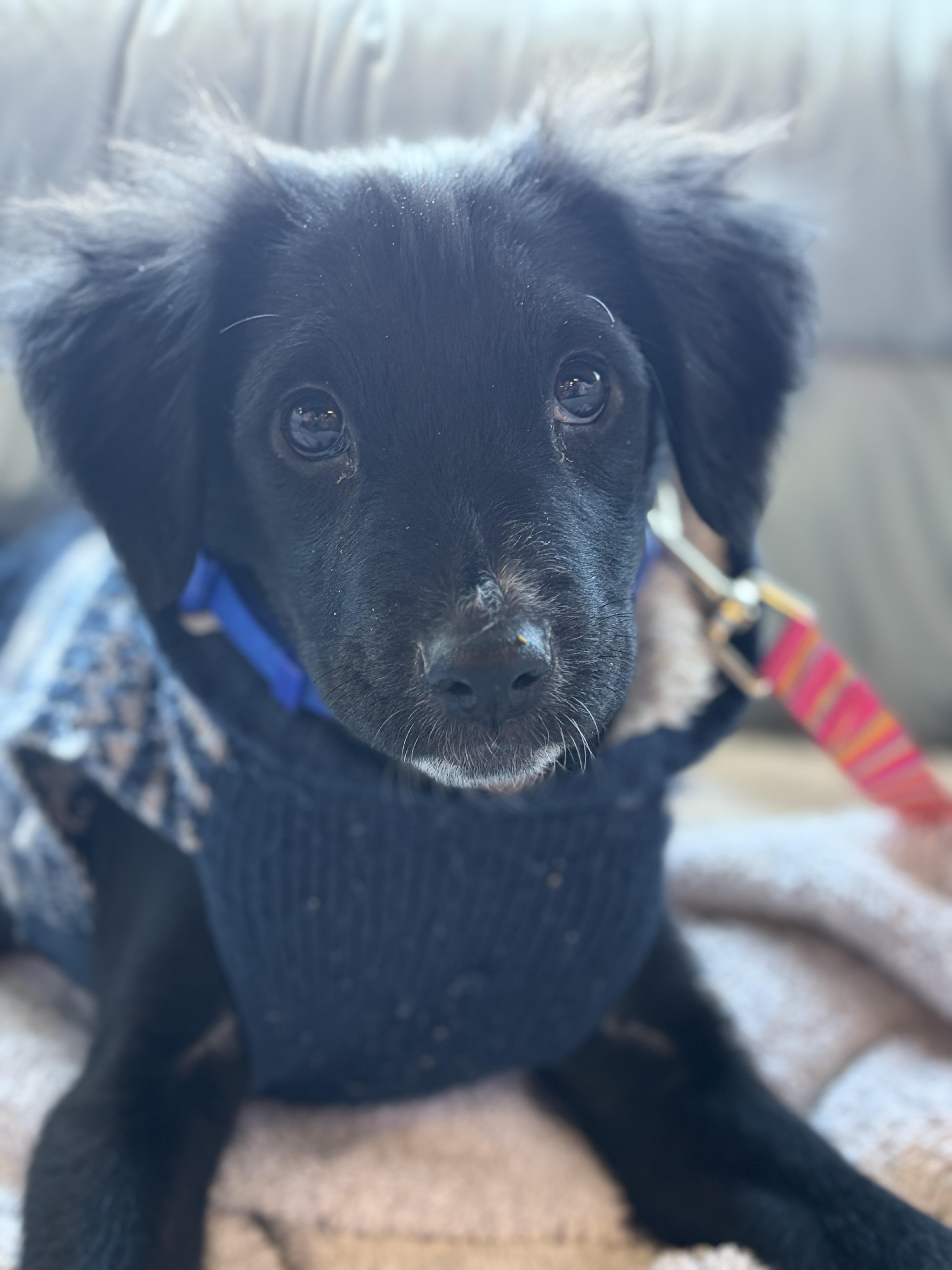 Jada , adopted, Puppy Female Mixed Breed.