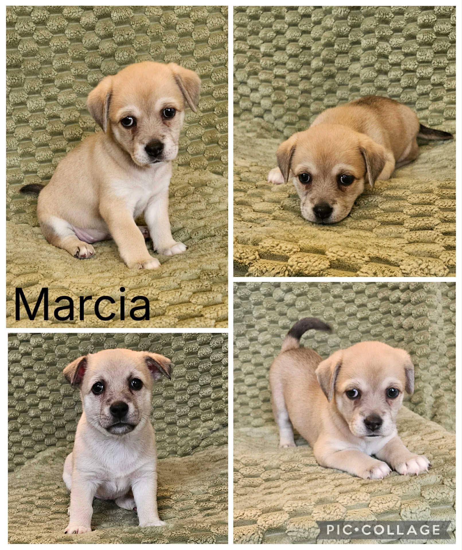 Enlarge Marcia , a ADOPTABLE Mixed Breed in Enterprise, AL image 1/1