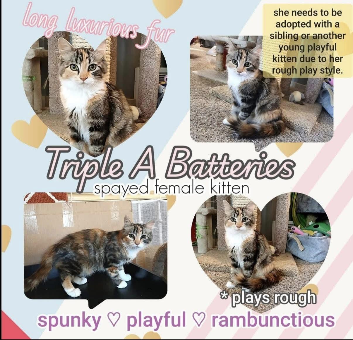 Enlarge Triple A Batteries, a Adopted Calico in Brigham City, UT image 1/2