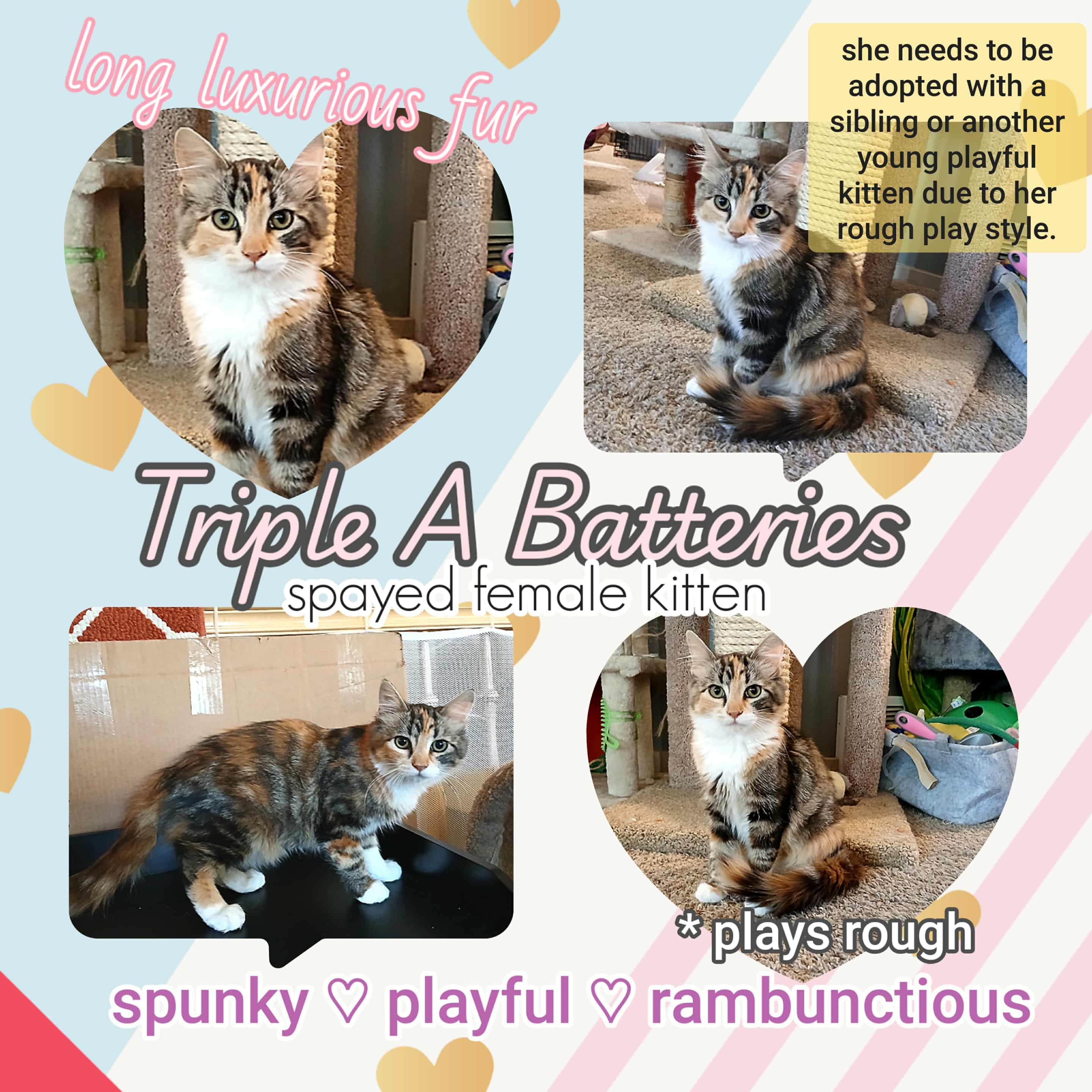Enlarge Triple A Batteries, a Adopted Calico in Brigham City, UT image 2/2