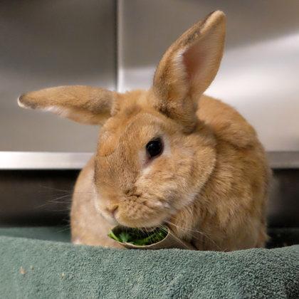 Enlarge Pythagoras, a Adoptable New Zealand in Ann Arbor, MI image 1/3