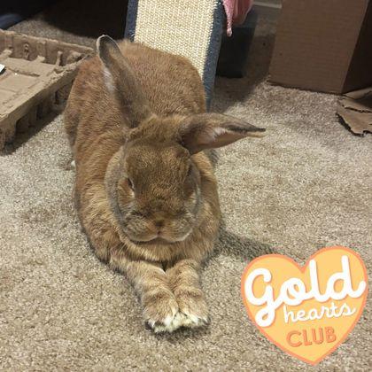 Enlarge Pythagoras, a Adoptable New Zealand in Ann Arbor, MI image 2/3