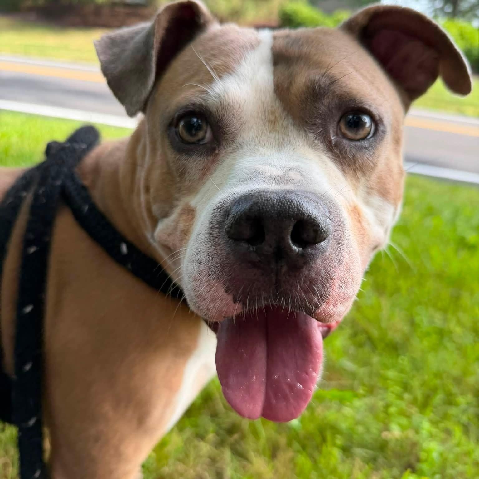Apollo, a ADOPTABLE Terrier in North Syracuse, NY image 2/2