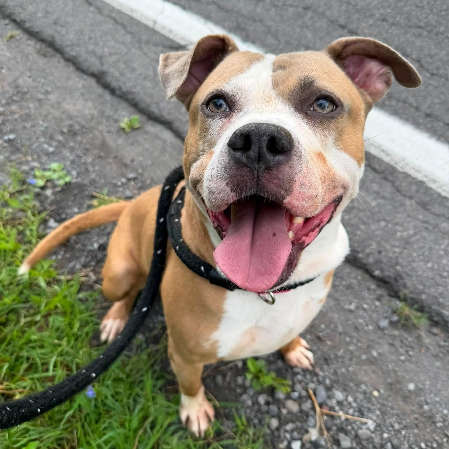 Apollo, ADOPTABLE, Adult Male Terrier.