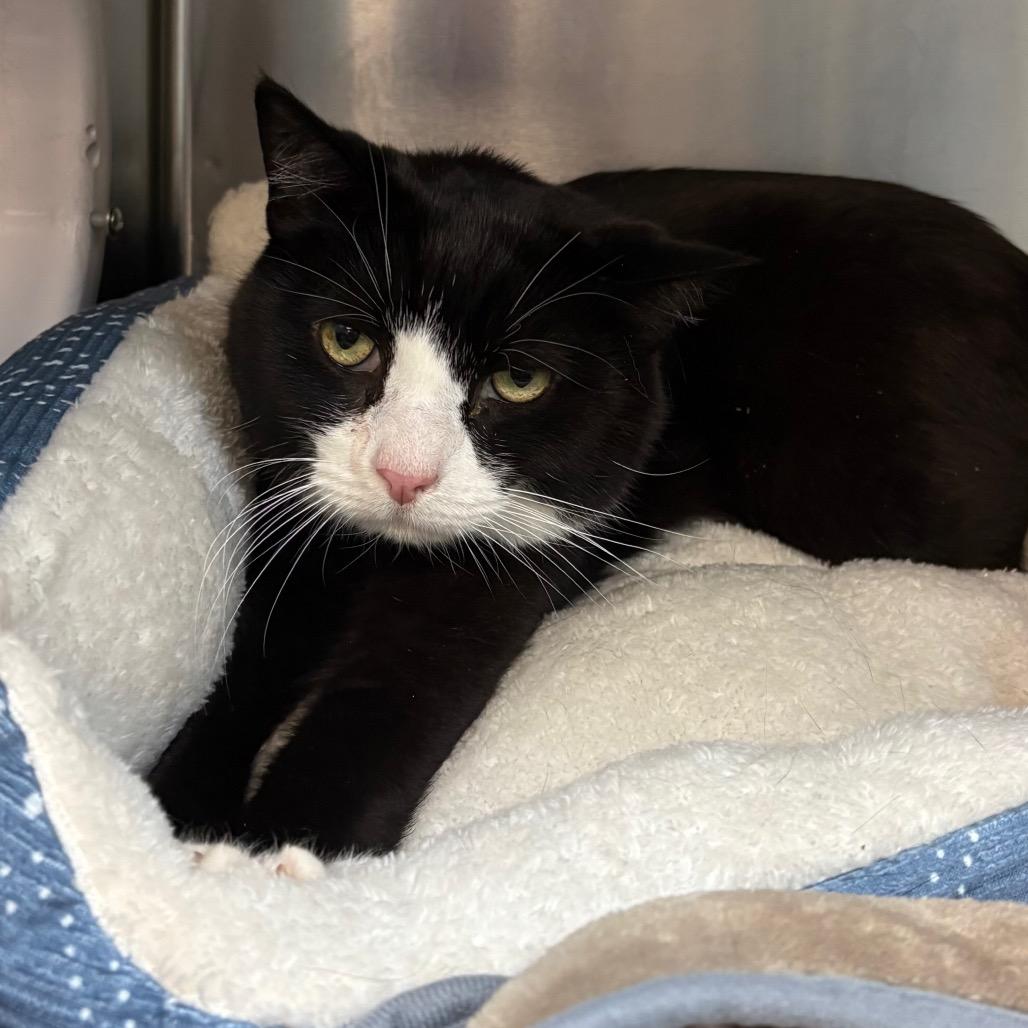 Tootsie, Adoptable, Senior Male Domestic Short Hair.