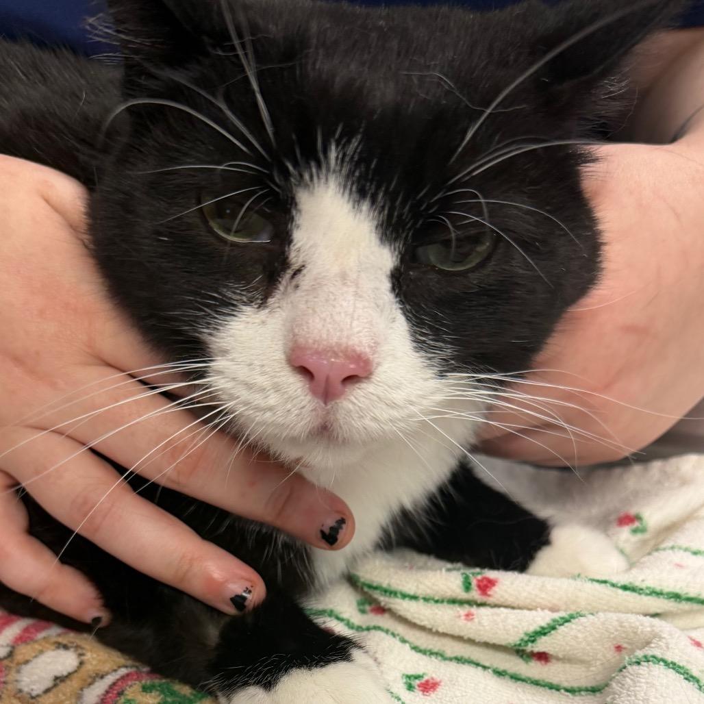 Enlarge Tootsie, a Adoptable Domestic Short Hair in Vineland, NJ image 2/2