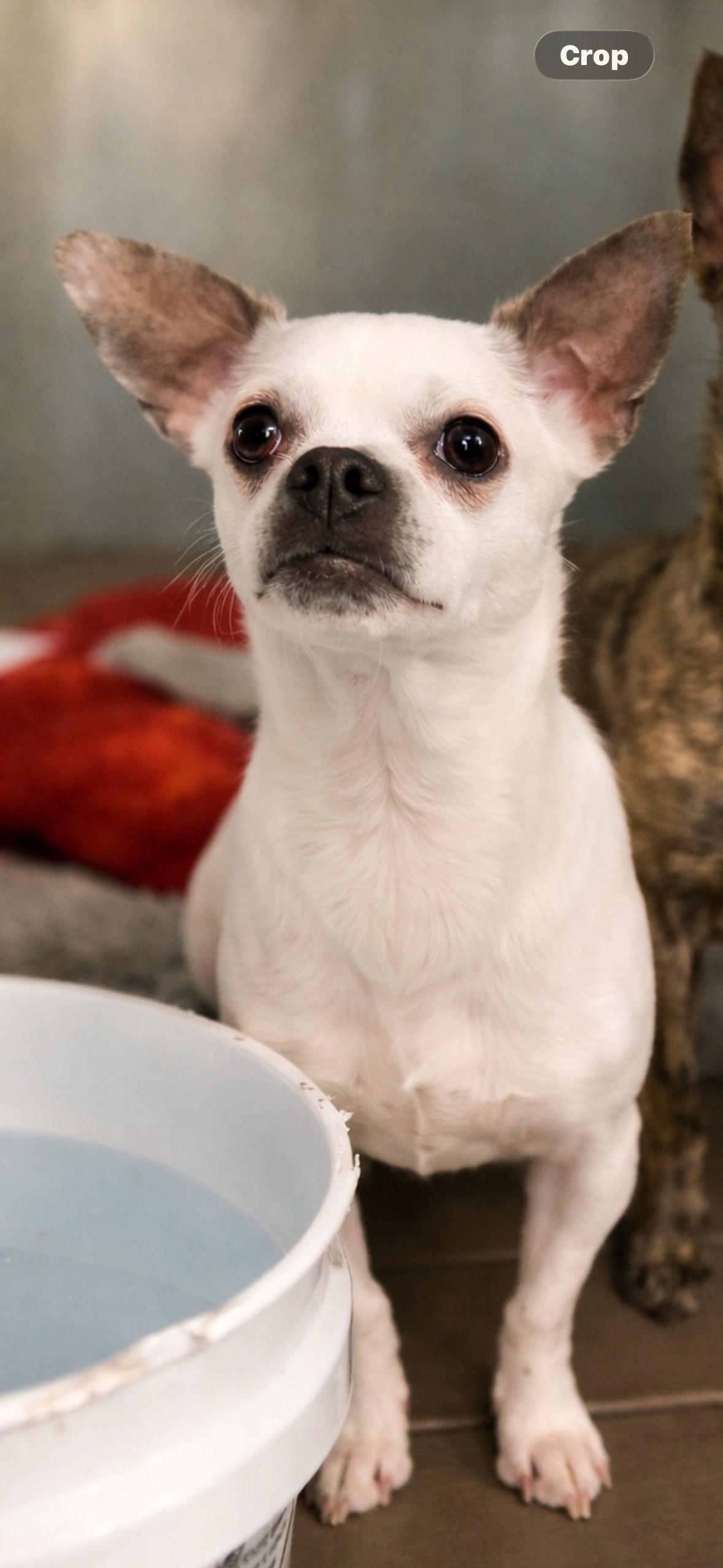 Enlarge Betsy, a ADOPTABLE Chihuahua in Muldrow, OK image 1/1