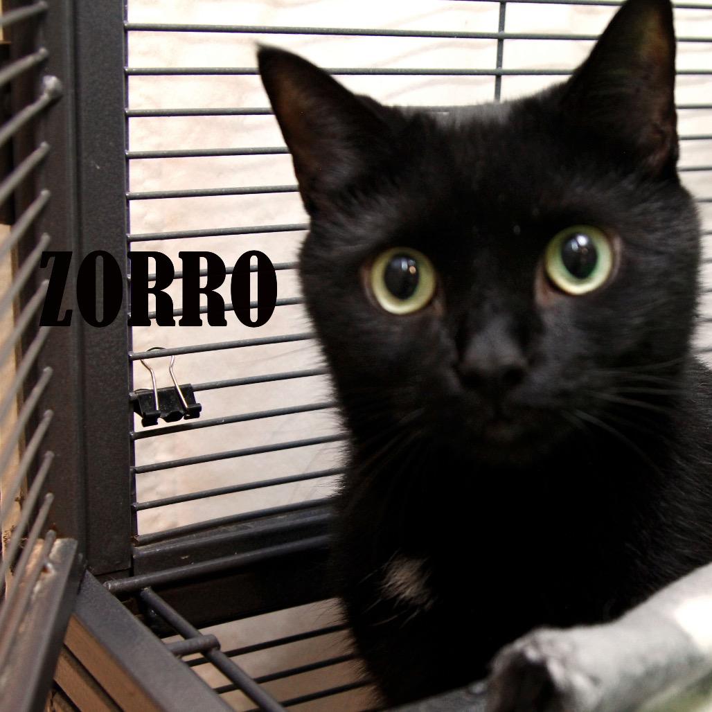 Enlarge Zorro, a Adoptable Domestic Short Hair in Mooresville, NC image 1/6