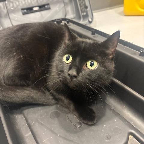 Enlarge Zorro, a Adoptable Domestic Short Hair in Mooresville, NC image 2/6