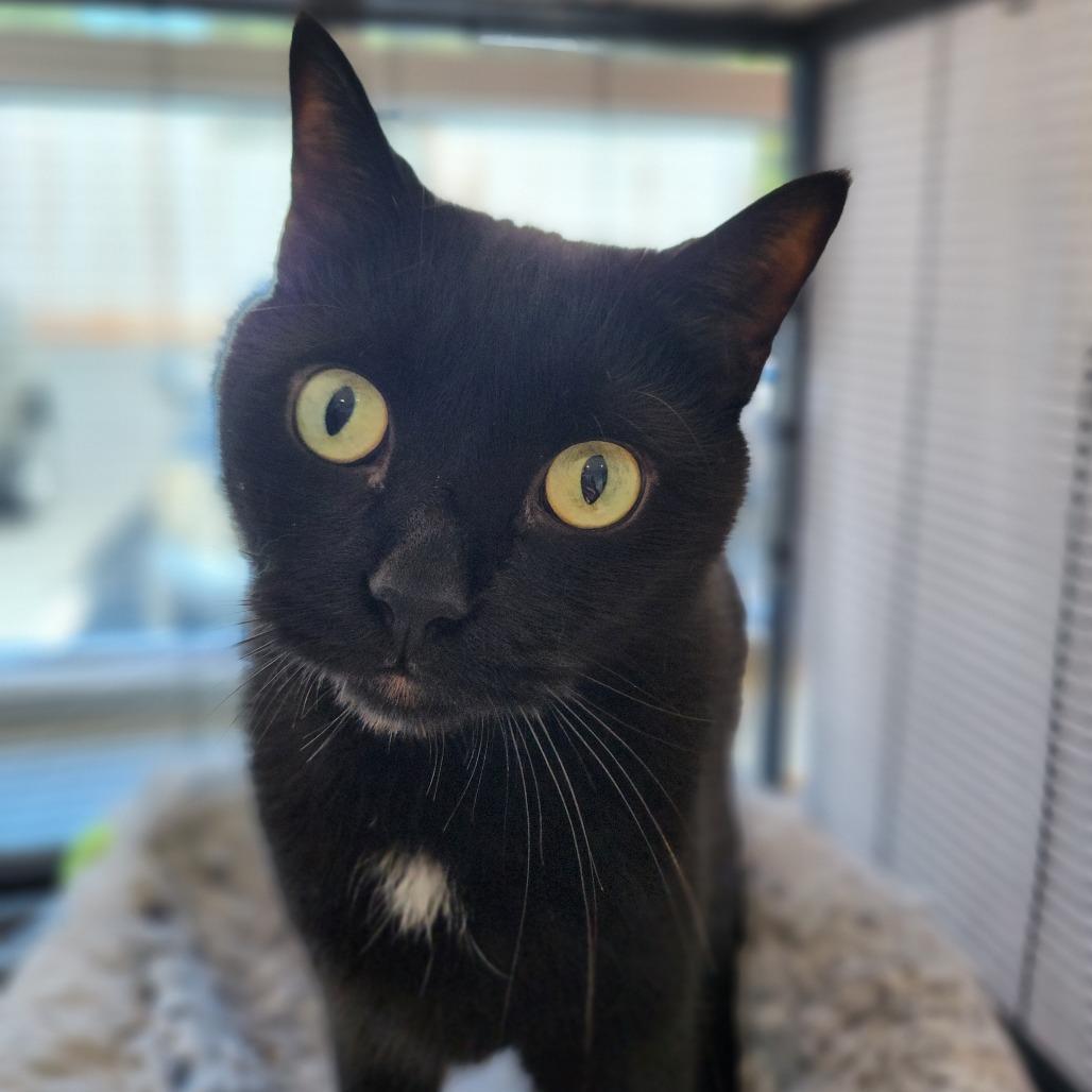Enlarge Zorro, a Adoptable Domestic Short Hair in Mooresville, NC image 3/6