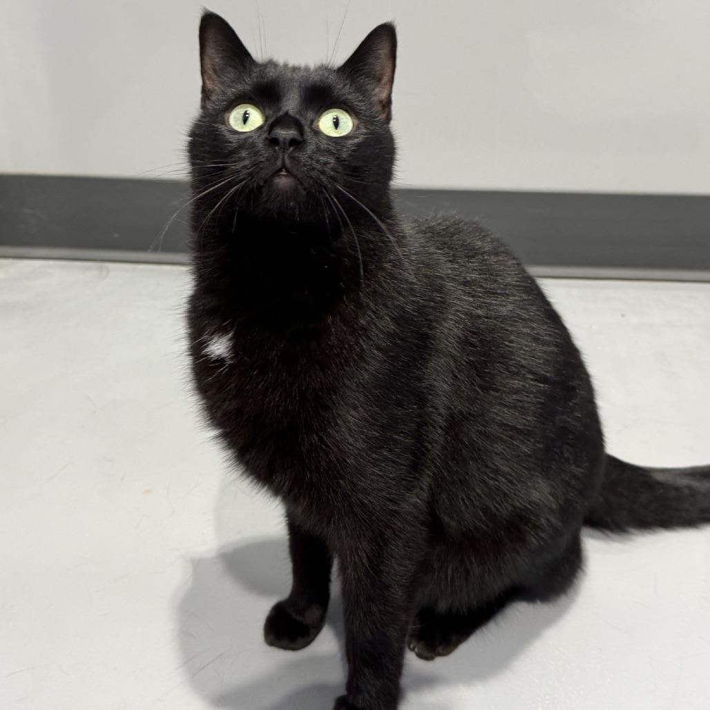Enlarge Zorro, a Adoptable Domestic Short Hair in Mooresville, NC image 4/6