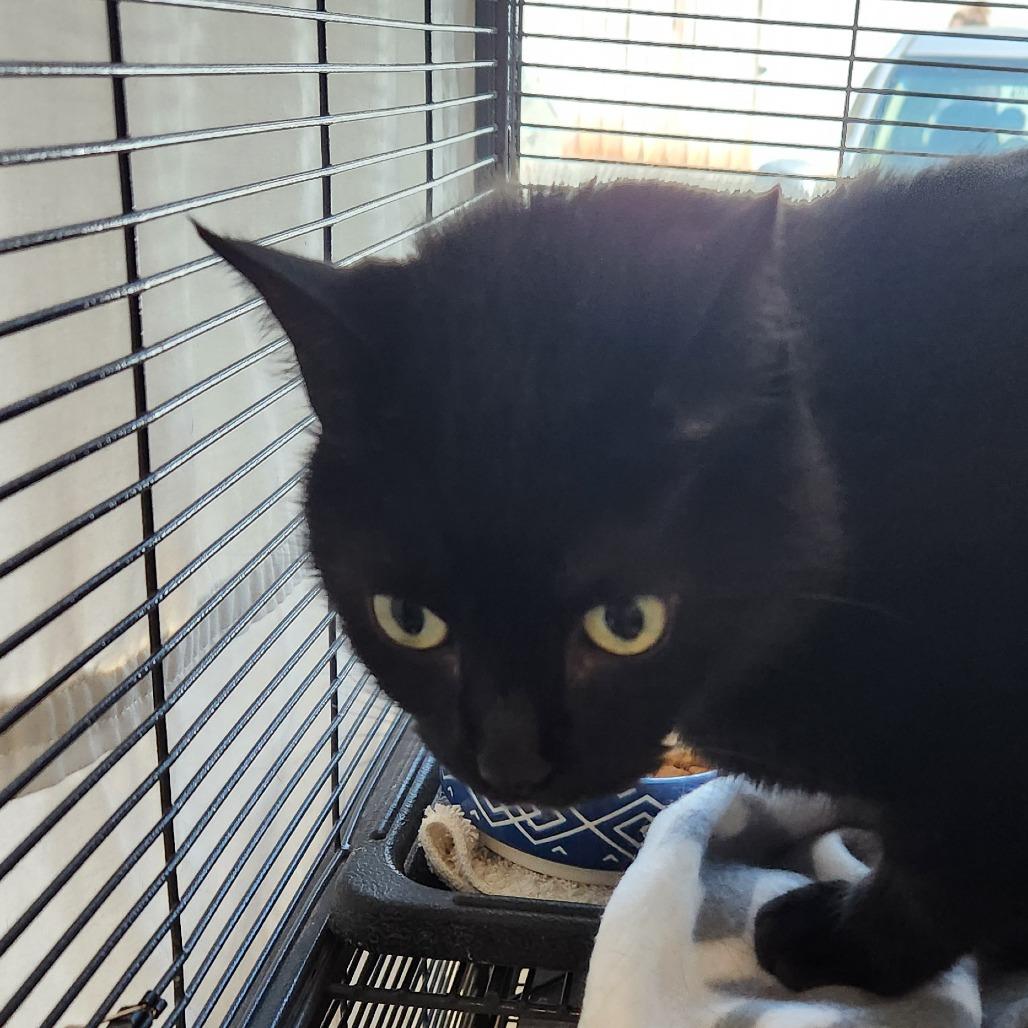 Enlarge Zorro, a Adoptable Domestic Short Hair in Mooresville, NC image 5/6