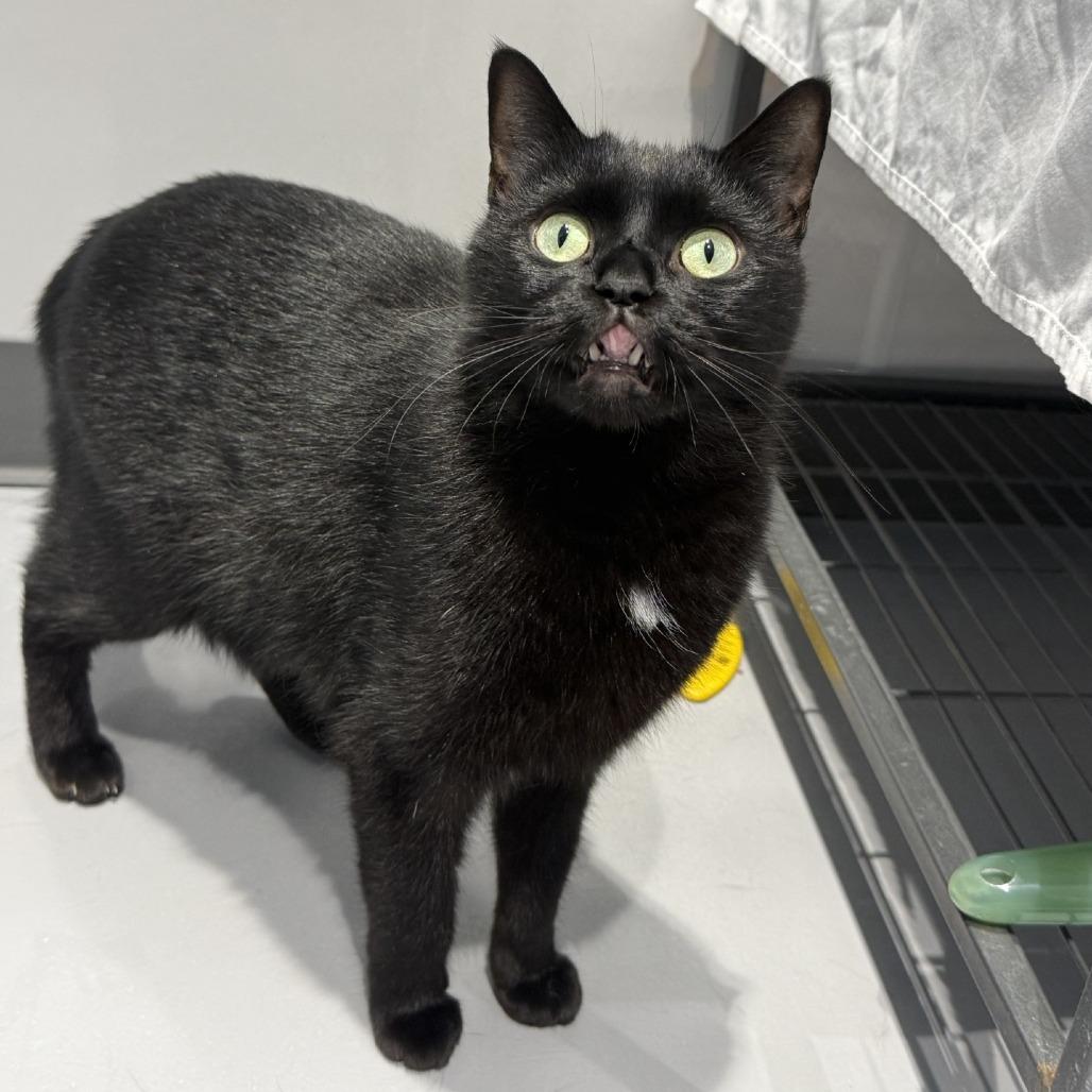 Enlarge Zorro, a Adoptable Domestic Short Hair in Mooresville, NC image 6/6