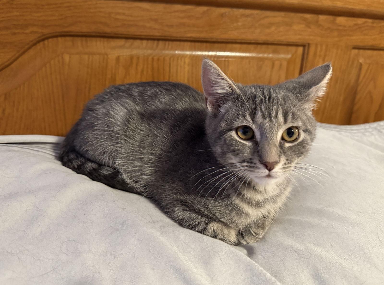 Marty, Adoptable, Kitten Male Tabby & Domestic Short Hair.