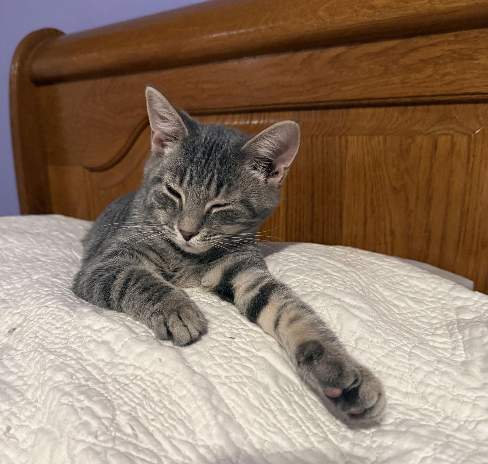 Enlarge Marty (FSL), a Adoptable mixed breed in Georgetown, KY image 2/2