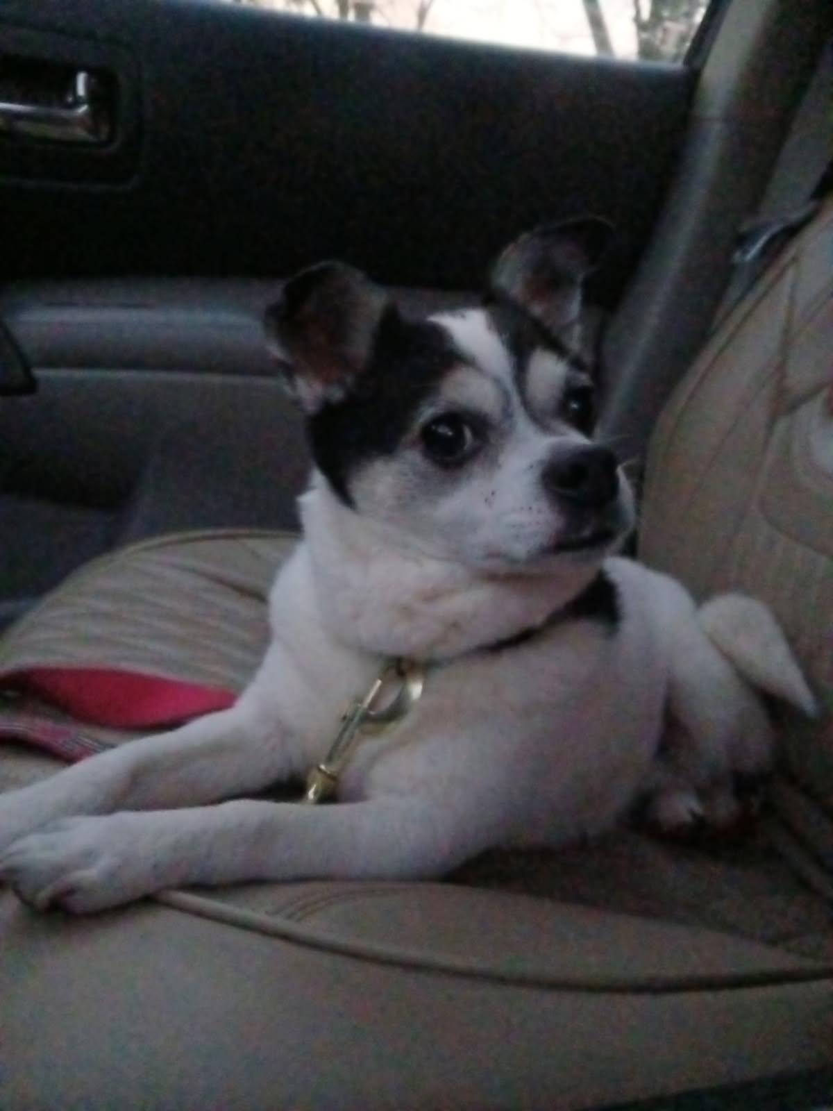 Enlarge Lucy, a ADOPTABLE Chihuahua in Greenville, SC image 4/4