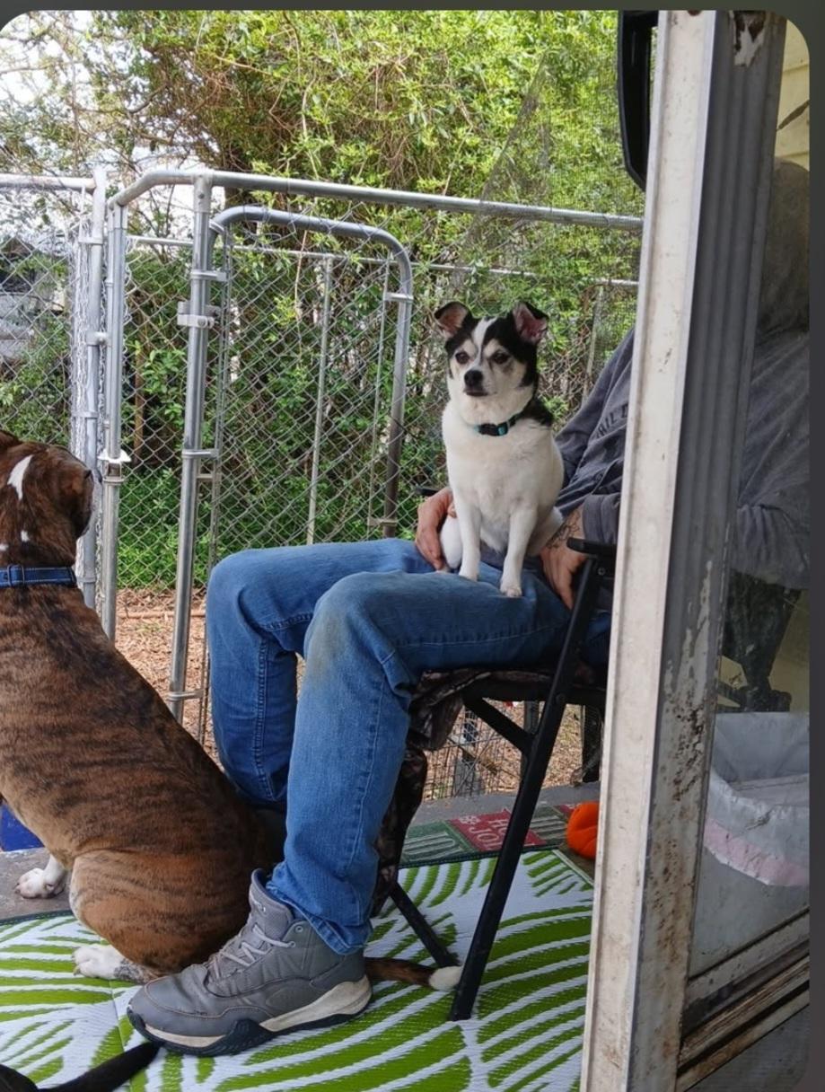 Enlarge Lucy, a ADOPTABLE Chihuahua in Greenville, SC image 3/4