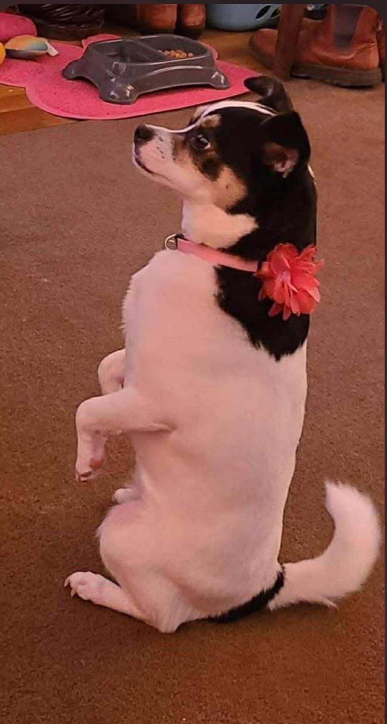 Enlarge Lucy, a ADOPTABLE Chihuahua in Greenville, SC image 2/4