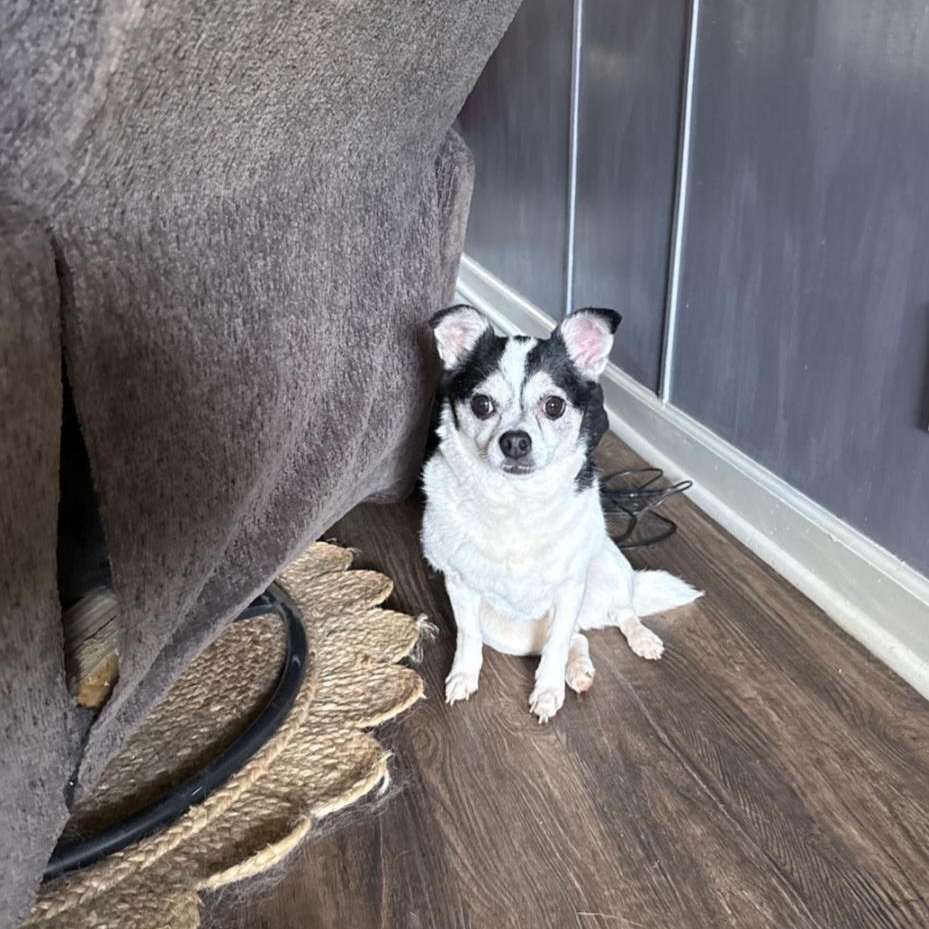 Enlarge Lucy, a ADOPTABLE Chihuahua in Greenville, SC image 1/4