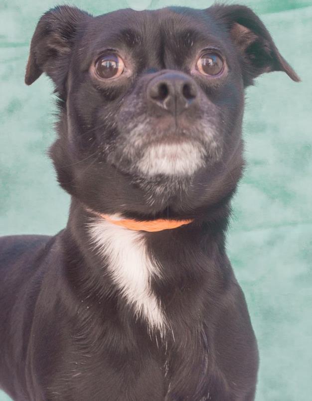 CROSBY, Adoptable, Adult Male Pug & Chihuahua.