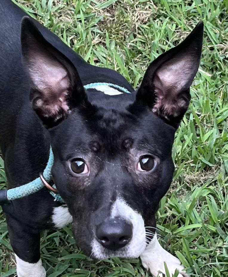 Fenzi, beautiful baby girl!