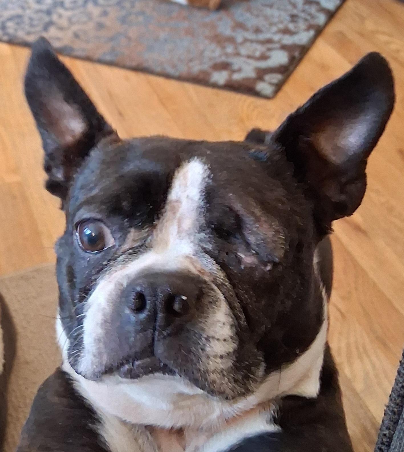 Enlarge Anne in NE, a ADOPTABLE Boston Terrier in Elkhorn, NE image 4/4