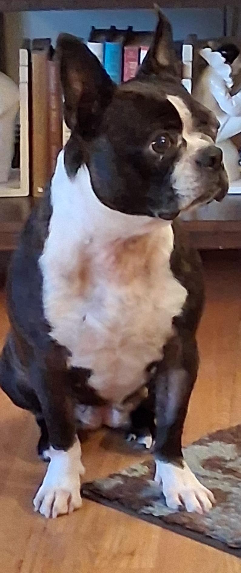 Enlarge Anne in NE, a ADOPTABLE Boston Terrier in Elkhorn, NE image 2/4