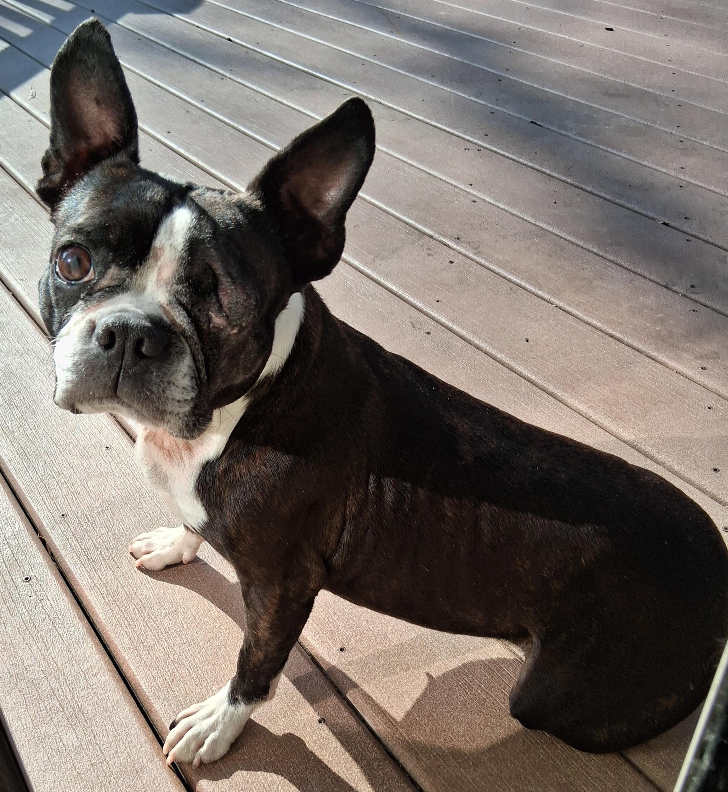 Anne in NE, ADOPTABLE, Adult Female Boston Terrier.
