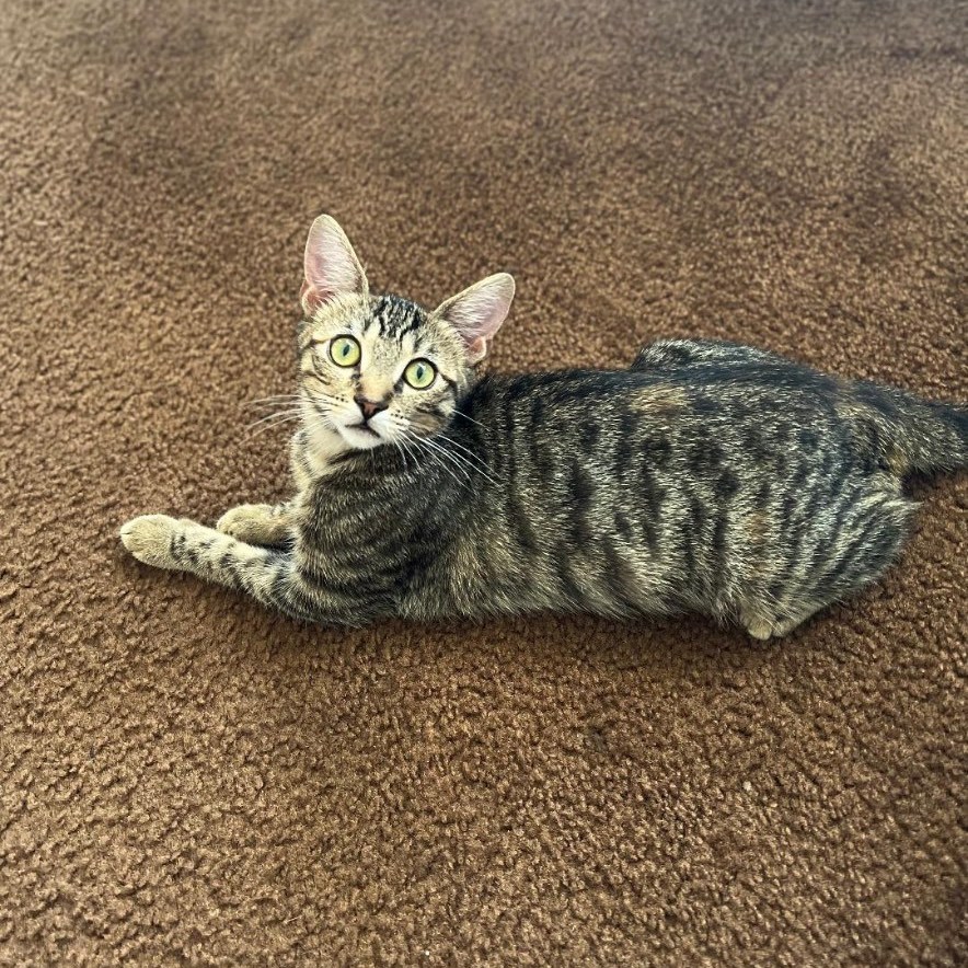 Kitkat, Adopted, Young Female Domestic Short Hair.