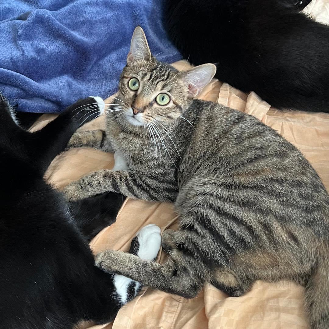 Enlarge Kitkat, a Adopted Domestic Short Hair in Wilmington, CA image 2/3