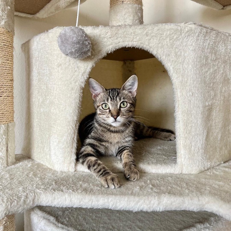 Enlarge Kitkat, a Adopted Domestic Short Hair in Wilmington, CA image 3/3