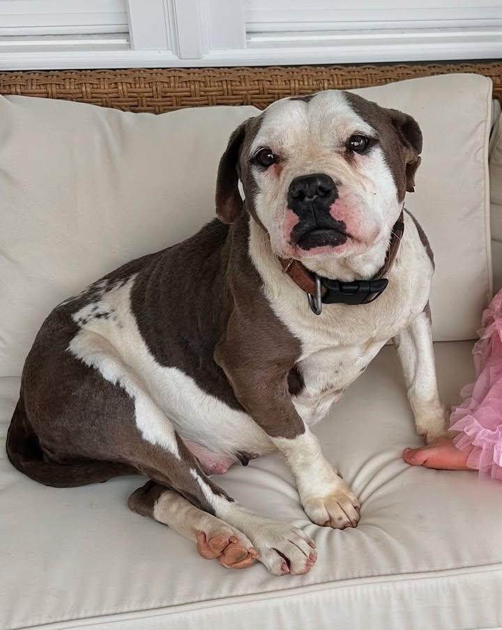 Bella, Adopted, Adult Female American Bulldog.