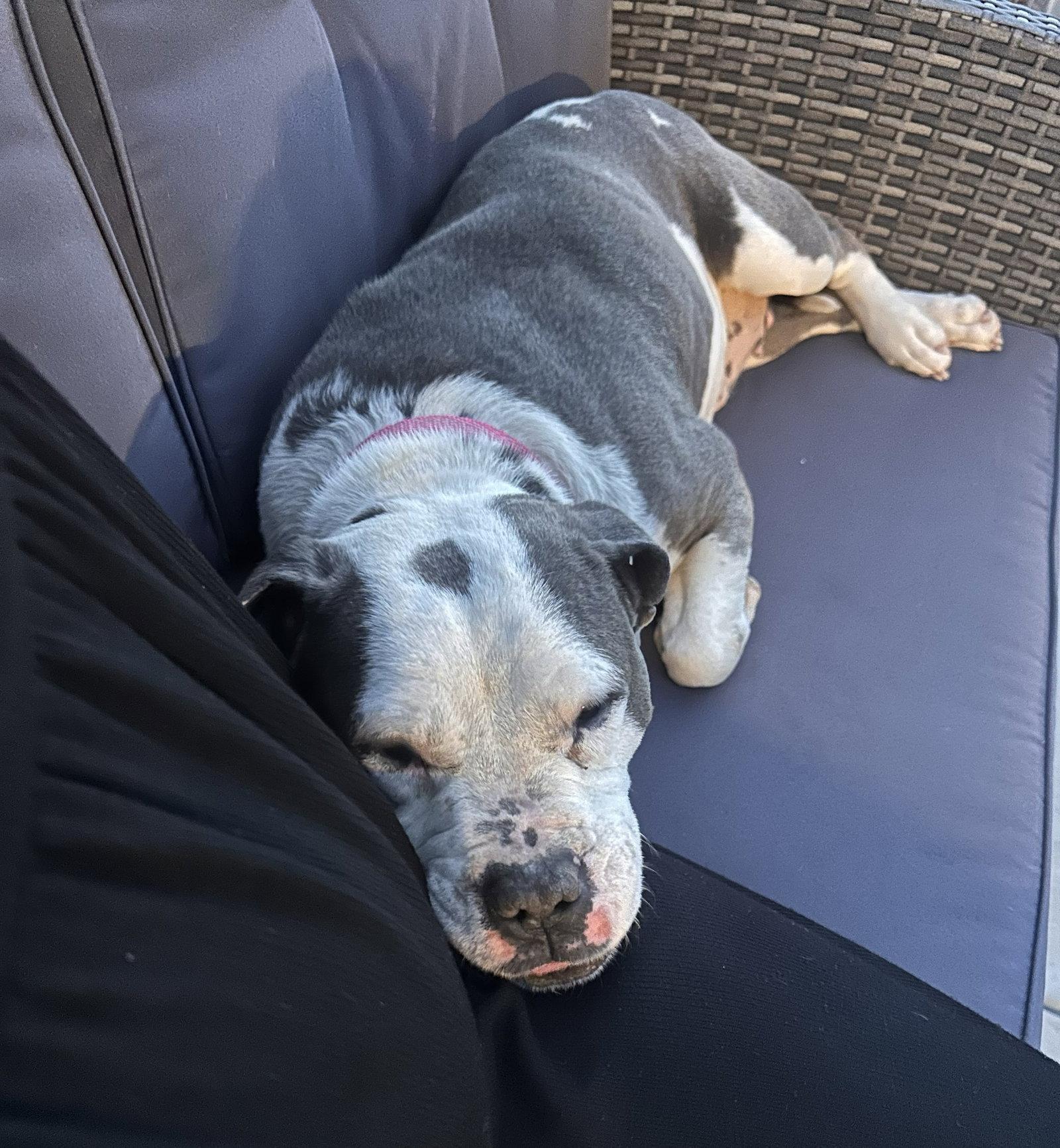 Bella, a Adopted American Bulldog in Woodbridge, CT image 2/3
