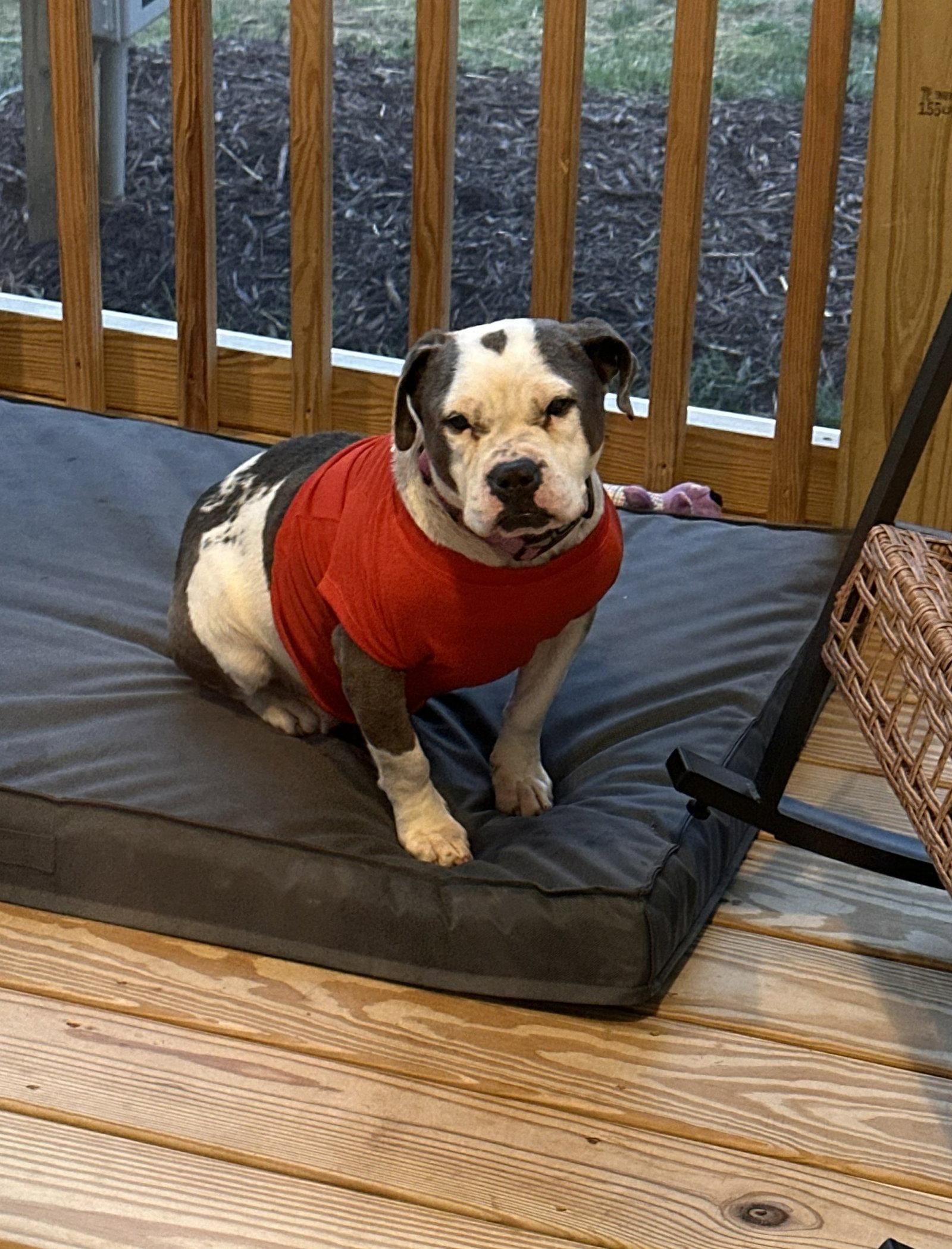 Bella, a Adopted American Bulldog in Woodbridge, CT image 3/3