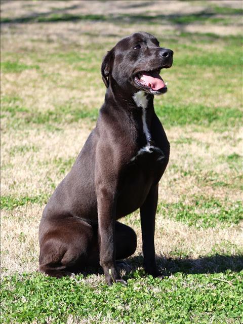 Enlarge SHIRE, a Adoptable mixed breed in Appling, GA image 1/2